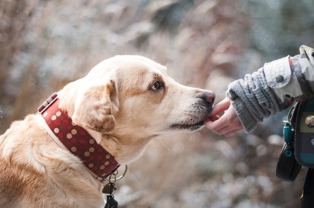 Ostecsarcoma, perros y humanos