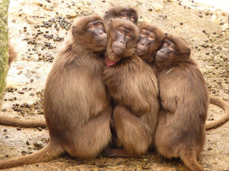 síndrome de Bardet-Biedl, macacos rhesus