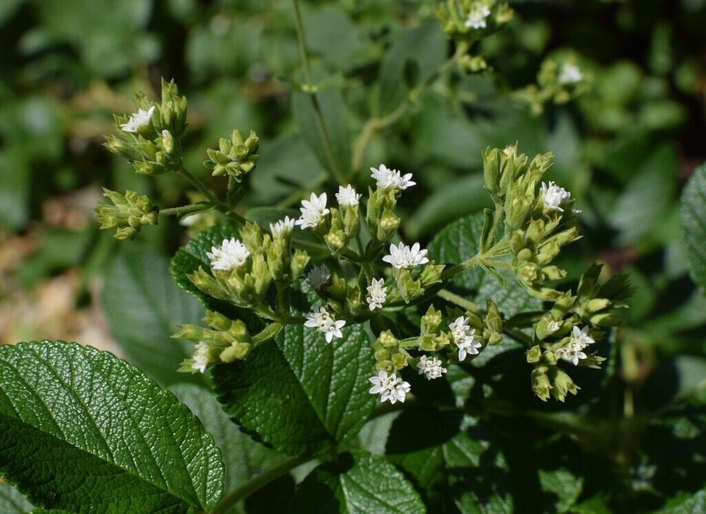 Producto de stevia retirado del mercado debido al peligro de aspartamo para fenilcetonuria